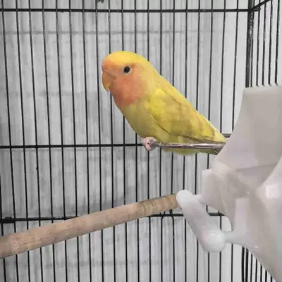 oiseaux inséparables à mutations, View more