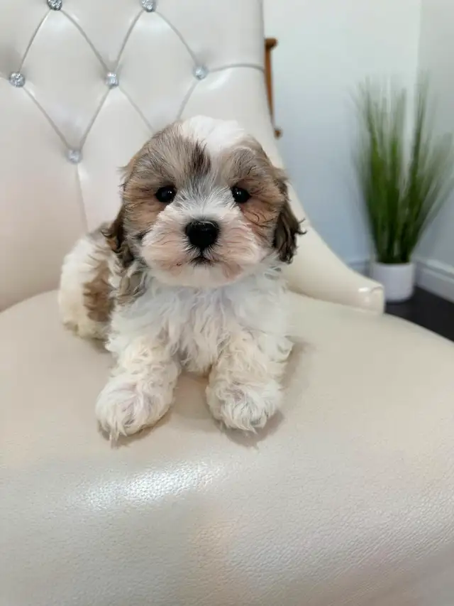 Malshi Puppies (Shih Tzu/Maltese) in Dogs & Puppies for Rehoming in City of Toronto - Image 6