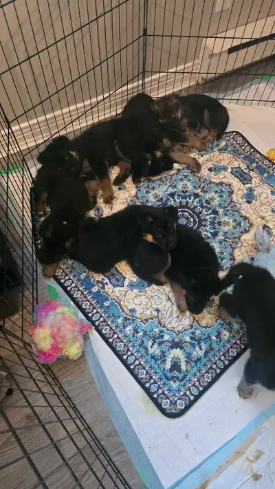 German Shepherd X Husky puppies, View more