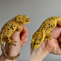 Proven female super dal crested gecko