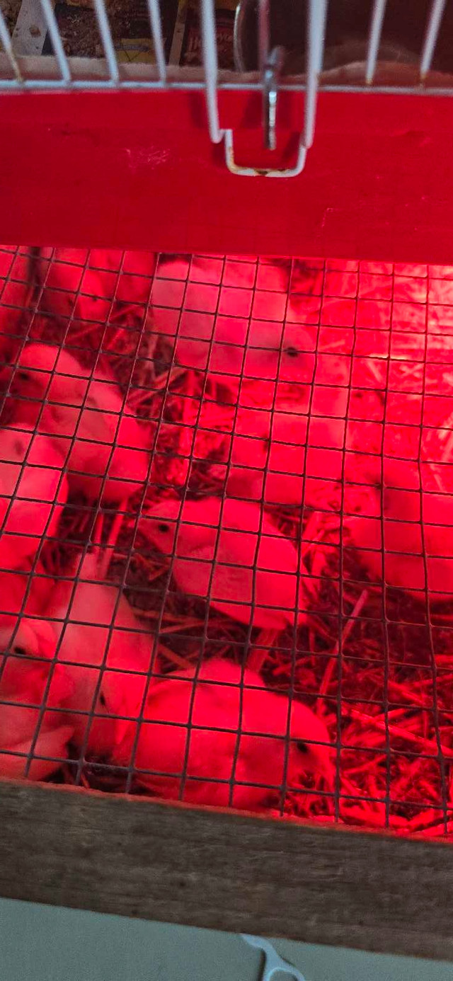 poussins non sexer dans Animaux de ferme  à Lanaudière