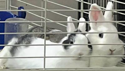 Dwarf white and grey bunnies for sale, blue eyes, very cute, lots of fun for little kinds . . . $60...