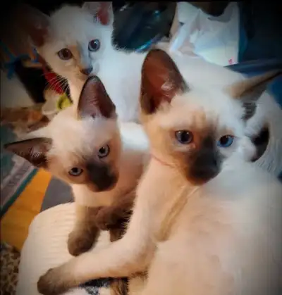 ♂️♀️Sublimes Chatons Siamois Vaccinés♡Siamese Kittens Vaccinated, View more