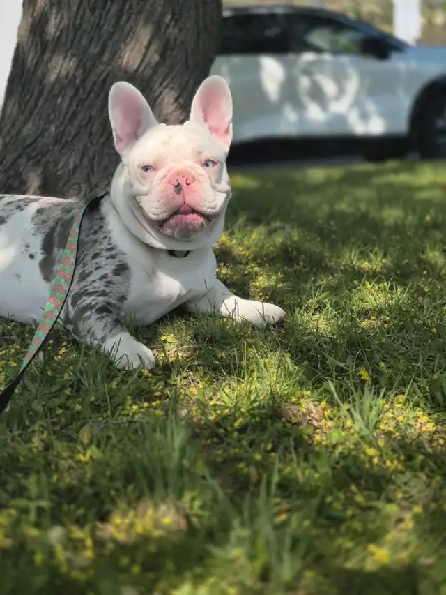 Recherche familles d'accueil pour bouledogues français in Dogs & Puppies for Rehoming in Longueuil / South Shore - Image 7