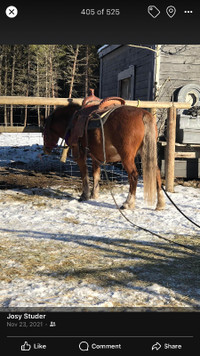 Reg. Section A Welsh Pony Mare