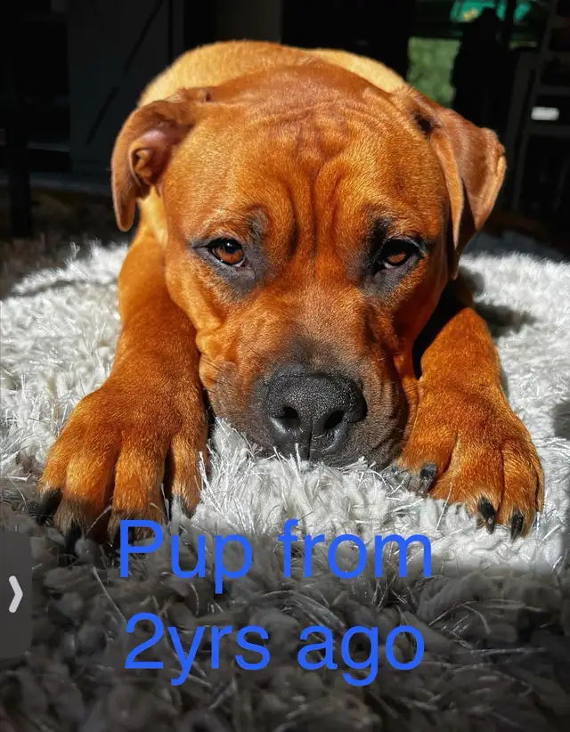 Rottweiler mix puppies in Dogs & Puppies for Rehoming in Oakville / Halton Region - Image 10