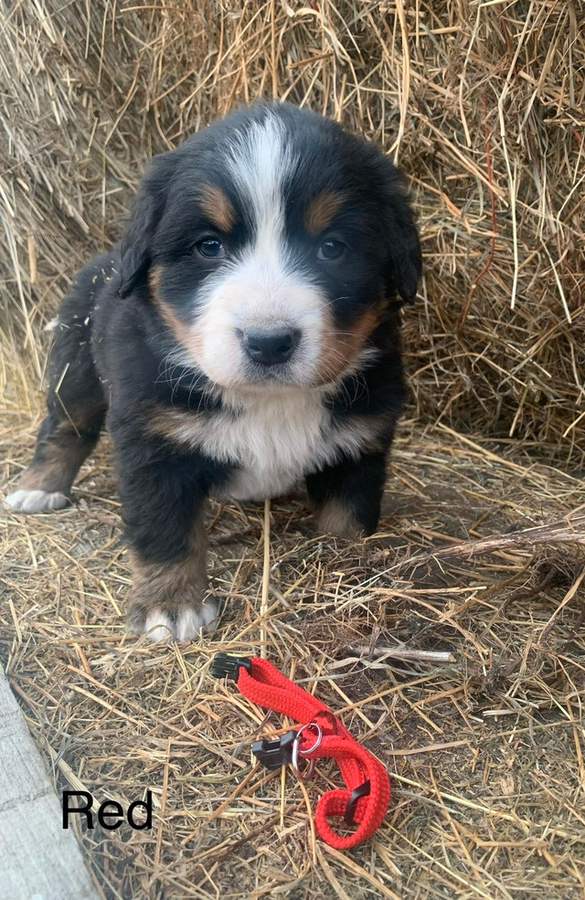 Adorable Bernese Mountain Pups. $750 in Dogs & Puppies for Rehoming in Leamington - Image 4