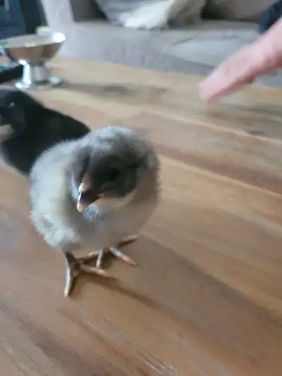 **BARN YARD MIX CHICKS**, View more
