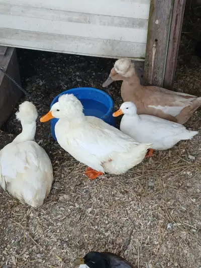 Duck eggs fertilized, View more