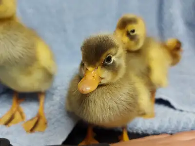 Ducklings, View more