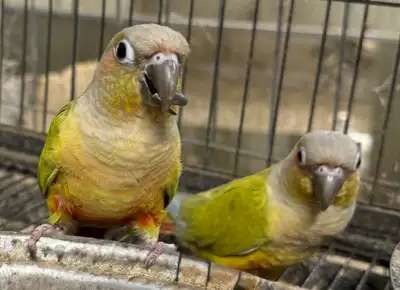 Birds alone . No cage or accessories . 1 male and 1 female . Price is 400$ for the pair . Will not s...