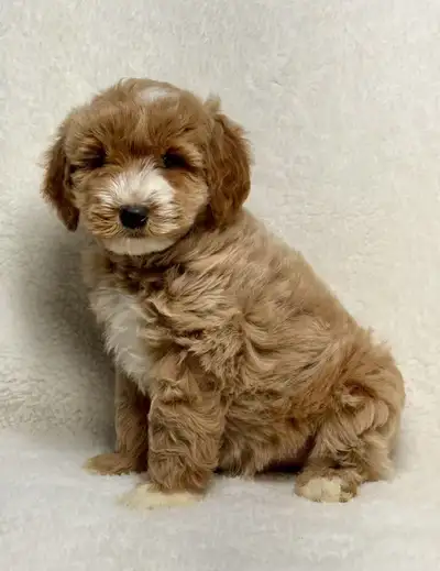 Ces magnifiques chiots Cockapoo sont prêts à trouver leur nouveau foyer ! Ils pèseront entre 5 et 6...
