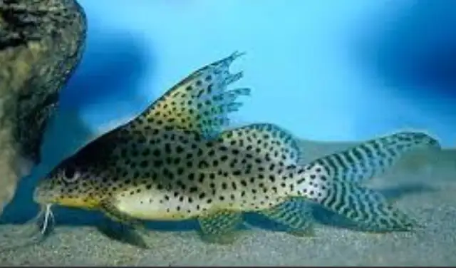 2 Feather Fin Catfish in Fish for Rehoming in Oshawa / Durham Region - Image 4