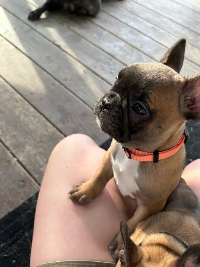 French bulldog Pups in Dogs & Puppies for Rehoming in Winnipeg - Image 11