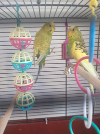 2 budgies for sale with cage and food