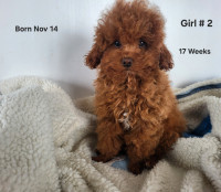 Mahogany Red Color Toy Poodle Puppies