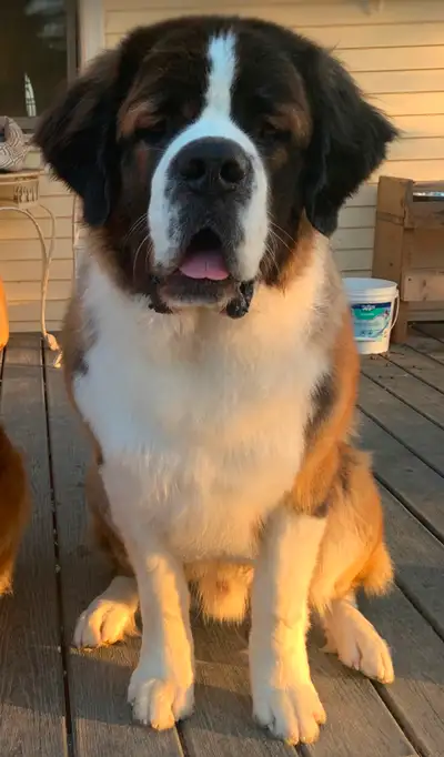 Pure Bred St Bernard, View more