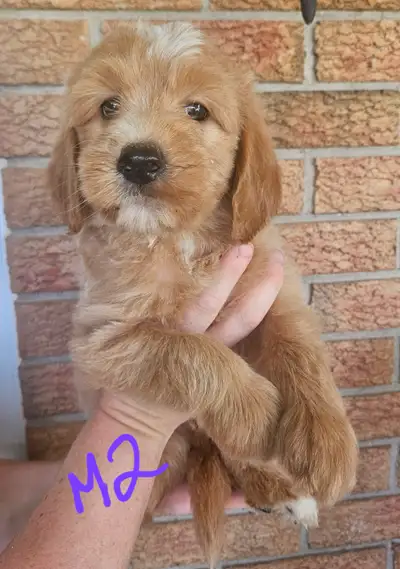 F1b goldendoodle pups, View more