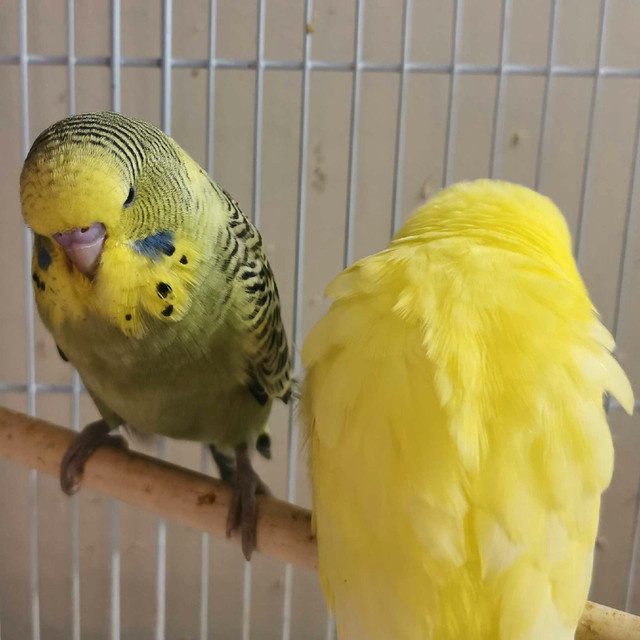 Hand tame English Budgies in Birds for Rehoming in Kitchener / Waterloo