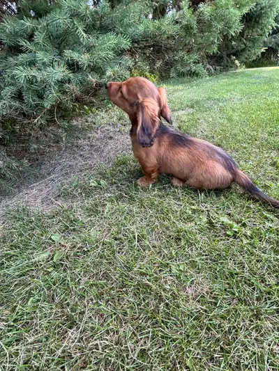 Two left! Cream Dapple  and  Red Long Haired  Dachshund Puppies, View more