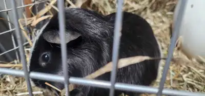 guinea pigs , View more