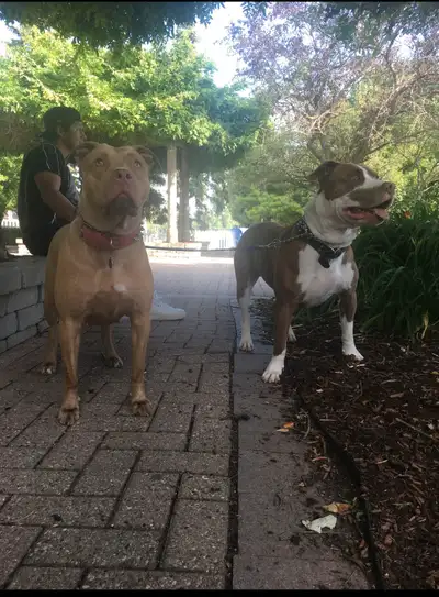 Wanting to add a new member to your family? Or know of anyone looking for a fur baby? We have some c...