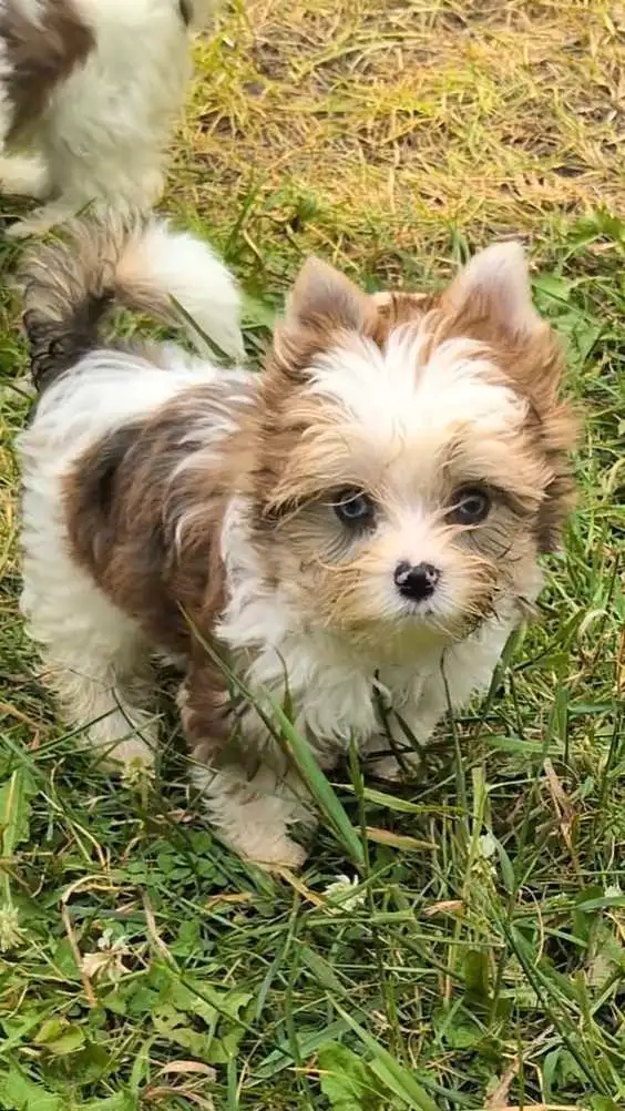 Blue eyed Yorkie in Dogs & Puppies for Rehoming in Oshawa / Durham Region - Image 6