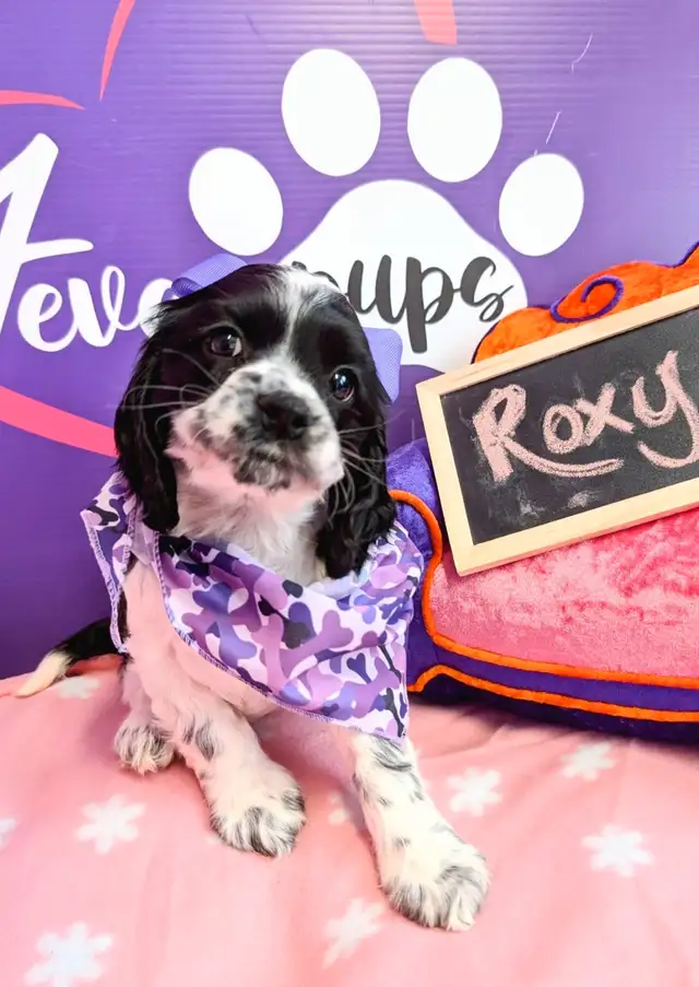 Cocker spaniel puppies ready for may 25 in Dogs & Puppies for Rehoming in City of Toronto - Image 4