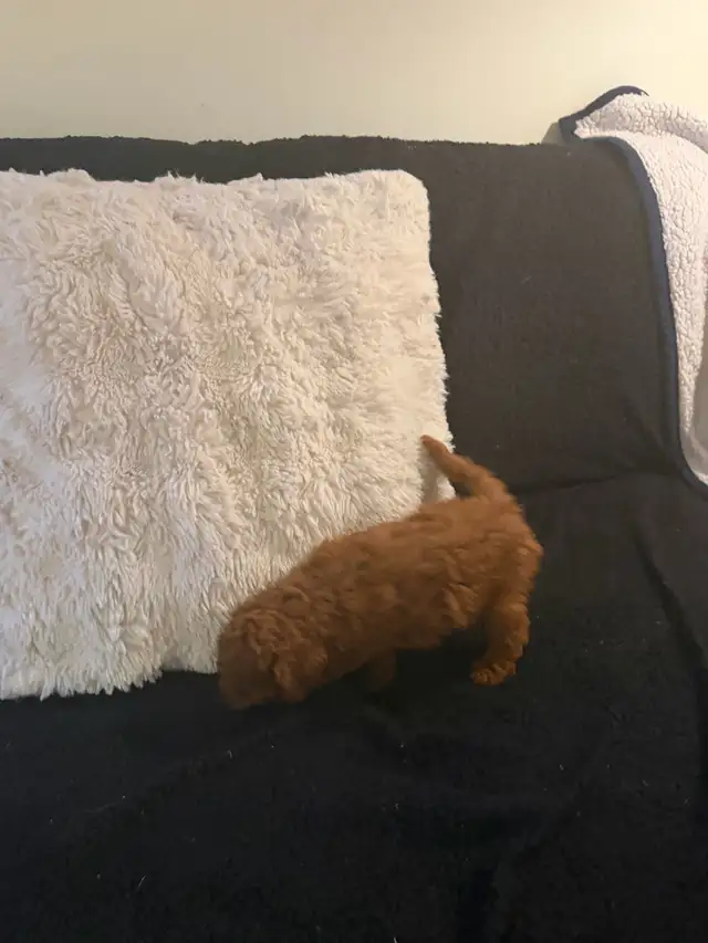 ❤️ Adorable Tiny Toy Poodle  puppies are Available ❤️ in Dogs & Puppies for Rehoming in City of Toronto - Image 4