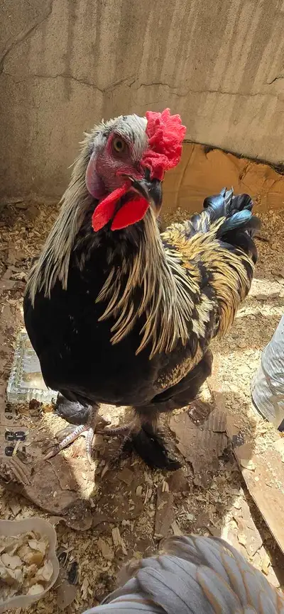 rooster and hen free!!!, View more