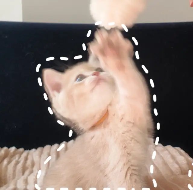 Lilac shaded kitten looking for a warm home