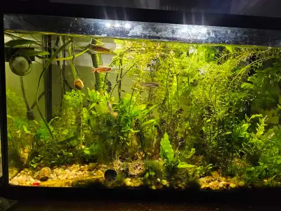 10G complete live-planted aquarium with fish Includes: 10G aquarium with lights Gravel 4 kinds of li...