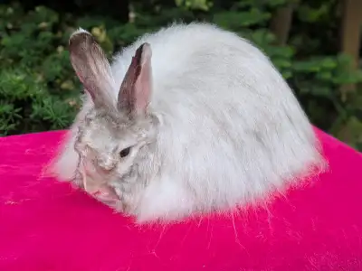 Satin Angora Rabbits, View more