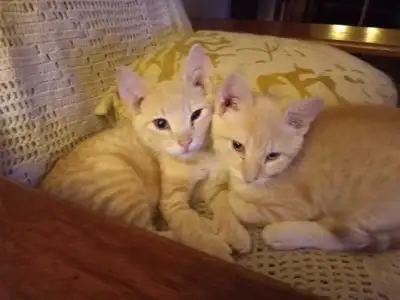 looking for an orange female., View more