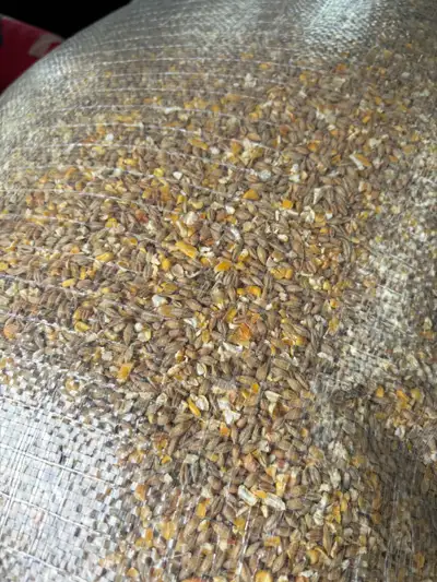 PIGEON FEED CHICKEN FOOD BIRD FOOD DEER FEED HUNTING CORN BARLEY WHEAT pigeon feed per bag $45 / $55...