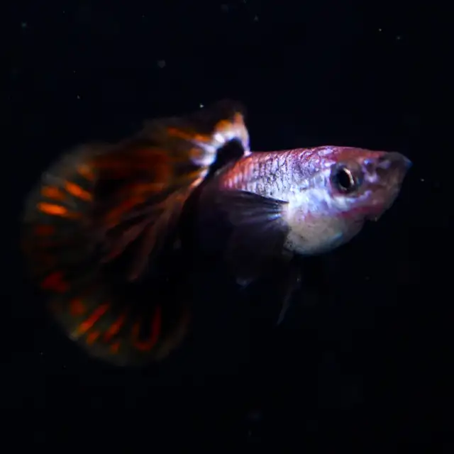 Love Guppies? Explore Our Incredible Selection! in Fish for Rehoming in Calgary - Image 6