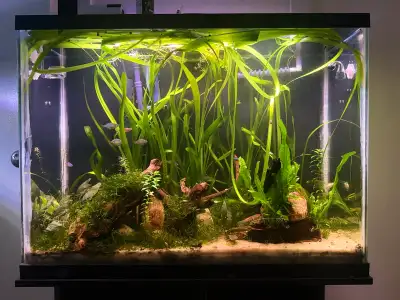 Complete 40G Tank Setup., View more
