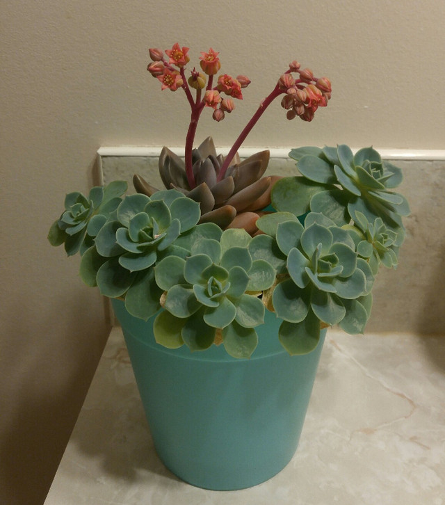 Succulent plants in Home Décor & Accents in Calgary