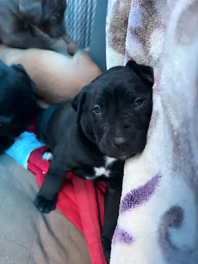 Border Collie, Bullmastiff & Boxer Mix Puppies, View more