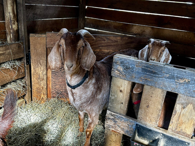 Goats for sale in Livestock in Revelstoke - Image 3