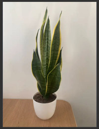 Moving Sale - Snake plant + pot - max height 70cm