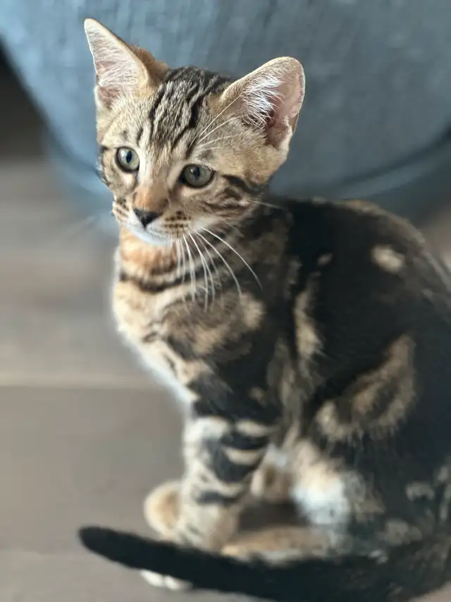 CHATON BENGAL– 3 MONTHS OLD BENGAL KITTEN – 3 MOIS in Cats & Kittens for Rehoming in Longueuil / South Shore - Image 3