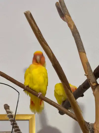tame love bird couple with cage, View more
