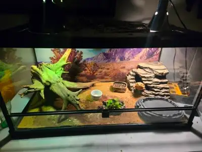 Bearded Dragon with Complete Setup, View more