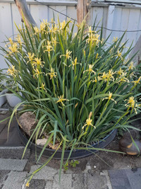 Lily Type Plants