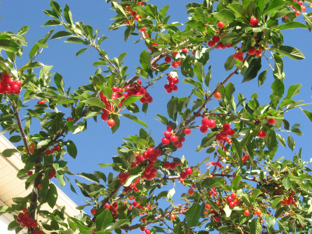 We have a number of Heirloom  Angel Wing Begonias for sale in Plants, Fertilizer & Soil in Calgary - Image 2