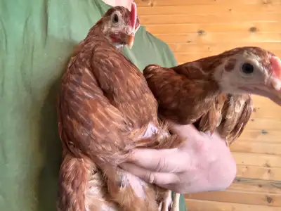 Chicks!!- Rhode Island Red, Barred Rock, Easter Eggers, View more