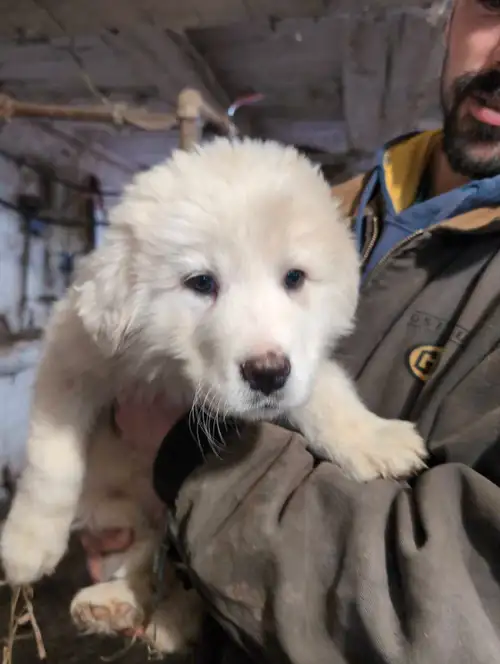 These wonderful guardians are now ready to find a new farm. They are great Pyrenees mix with Maremma...