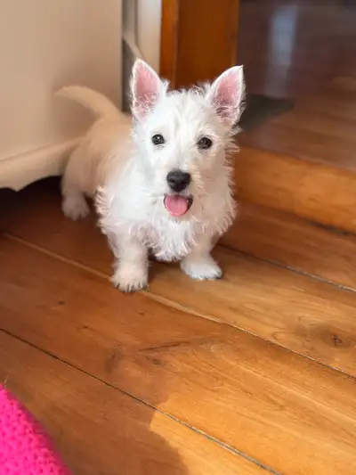 Male Westie, View more
