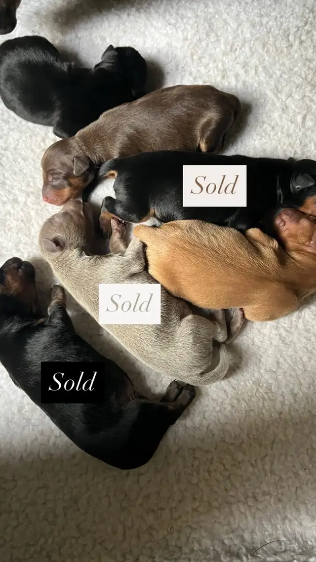 Miniature Pinscher puppies in Dogs & Puppies for Rehoming in Mississauga / Peel Region - Image 2